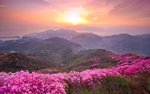 여수 영취산 진달래