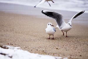 나의 사랑 나의 어여쁜 자여