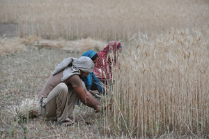 인도는 지금 추수철 