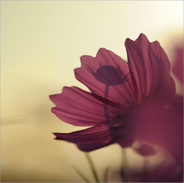 내 마음에 품은 사랑