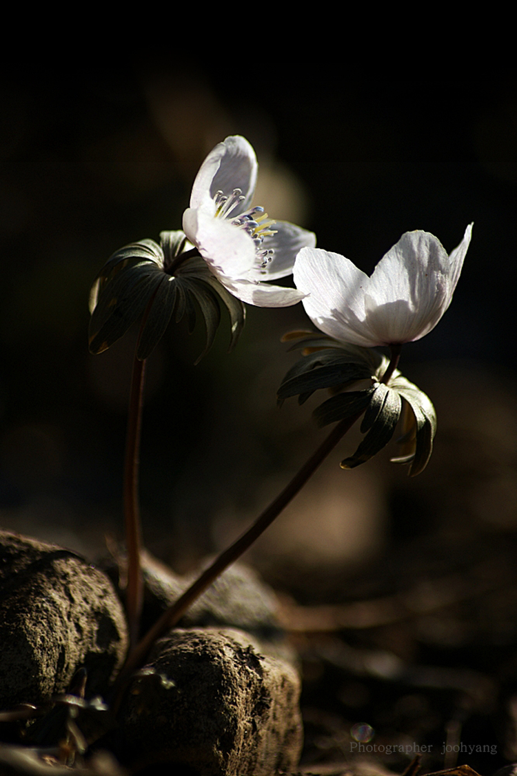 바라만 봐도 좋은 그대