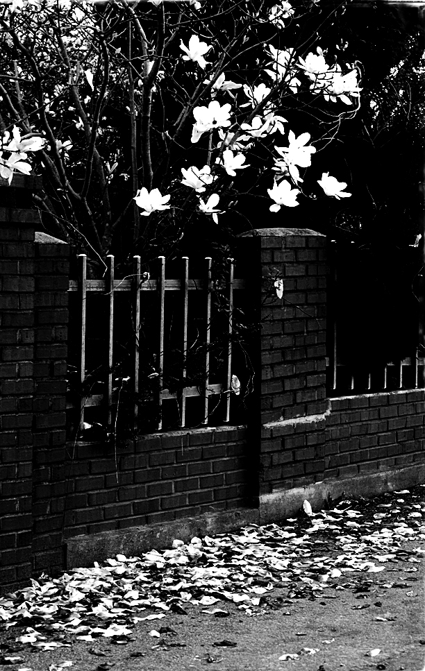 꽃은 떨어지되~