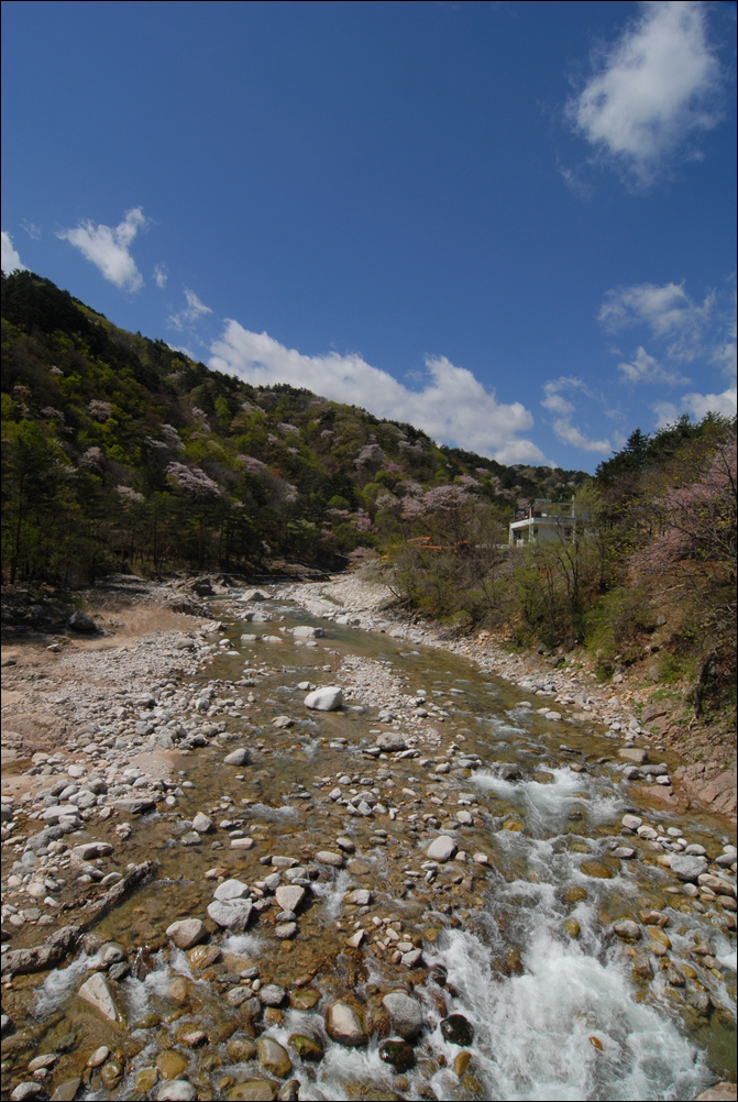 산벚꽃 주전골  