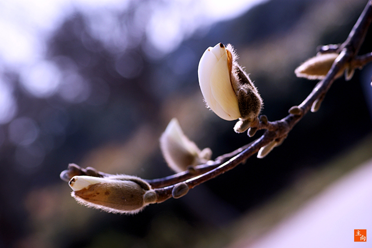 목련꽃 필 무렵 