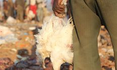 쓰레기장에서 폐사한 닭 집어 든 주민