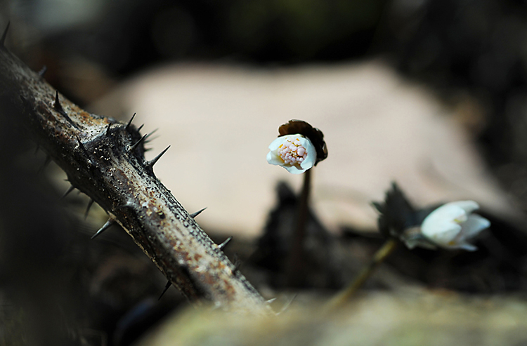 고난을 지나 부활의 생명으로