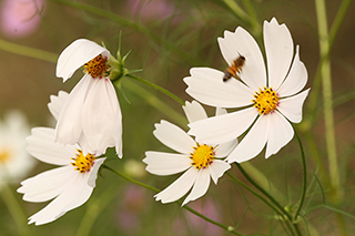 [포토] 가을 정취 전해주는 코스모스