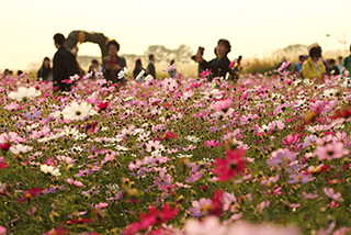 [포토] 끝없이 펼쳐지는 억새의 향연