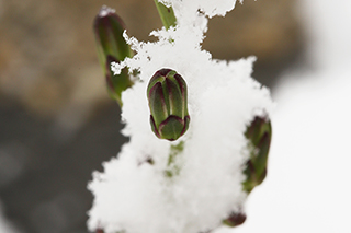 [포토] 올 겨울 첫 눈