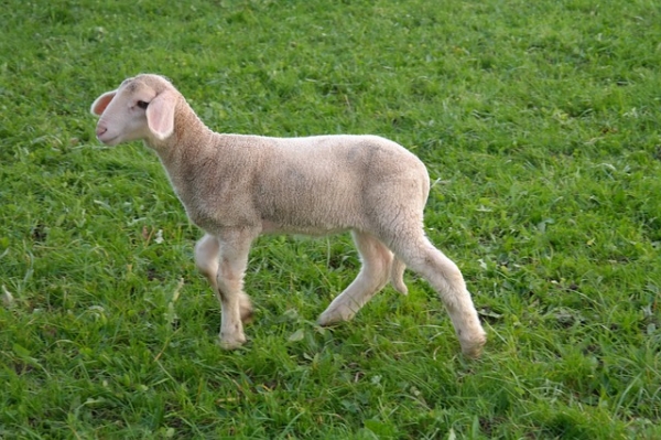 lamb