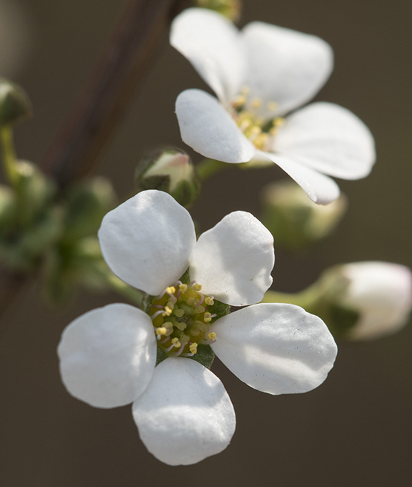 flower_040503