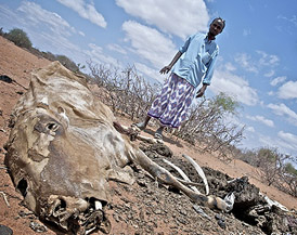폐사한 가축을 바라보는 케냐 주민